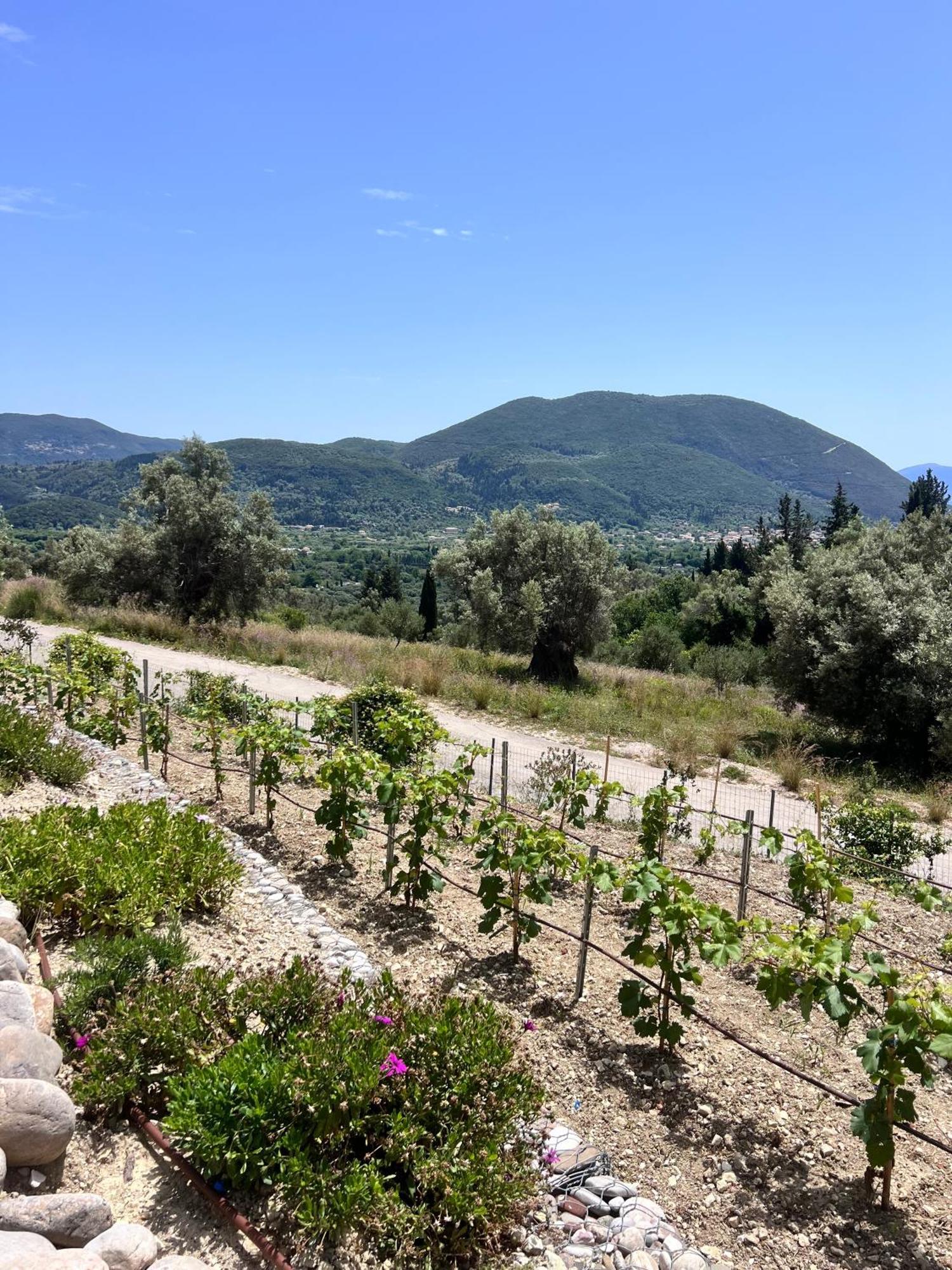Vasiliki Houses Exteriér fotografie